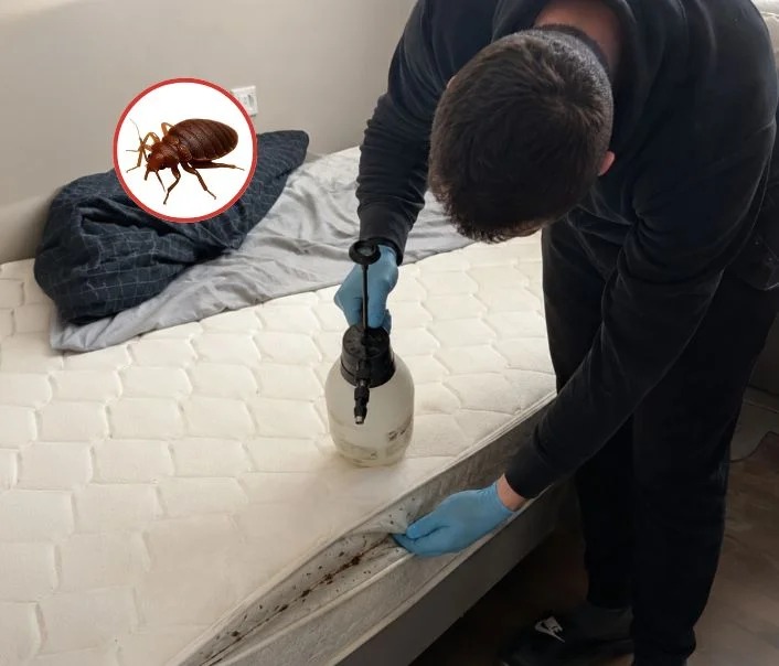 Technicien traitant un matelas contre les punaises de lit à Dammartin-sur-Tigeaux